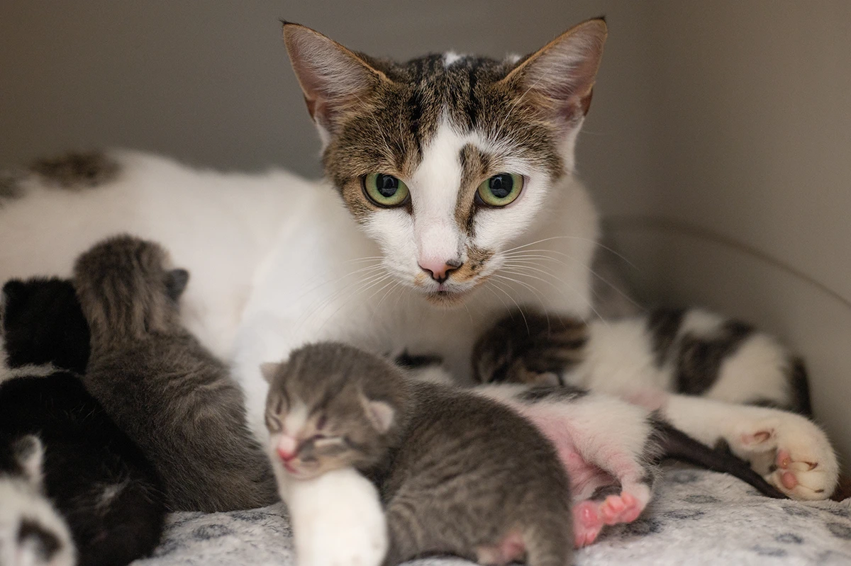Kittenstation