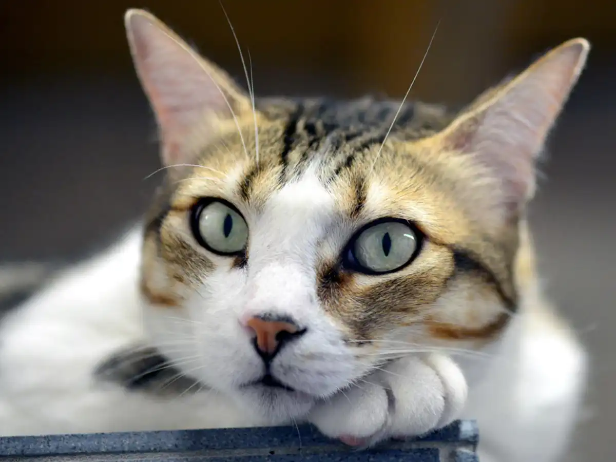 katze-adoptieren
